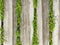 Wooden walkway made of boards with green leaves between them. Close up wooden footpath with grass. Dock of planks. Old gray wooden