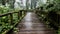 Wooden walkway with Moss around the in rain Grain and fog forest in the morning at Chiang Mai Province, Thailand shooting by Smart