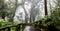 Wooden walkway with Moss around the in rain Grain and fog forest in the morning at Chiang Mai Province, Thailand shooting by Smart