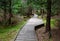 Wooden walkway in a nature reserve in a spruce forest in the mountains over a waterlogged peat bog, gray solid wood across 1m wide