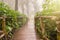 Wooden walkway nature walk on a foggy morning.Magic misty forest