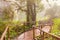 Wooden walkway nature walk on a foggy morning.Magic misty forest