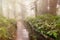 Wooden walkway nature walk on a foggy morning.Magic misty forest