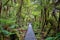 Wooden walkway in the rain forest. New Zealand