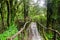 Wooden walkway in the rainforest at Ang Ka Doi Inthanon,Thailand