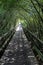 Wooden Walkway, Steinhuder Meer, Germany