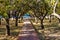 Wooden Walkway Thru Grove Of Trees