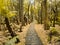 Wooden walkway trough tropical old growth forest