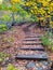 Wooden walkway with Yellow and Green leaves Leading Somewhere