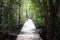 Wooden  walkways in the mangrove forest