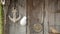 Wooden wall decorated by vintage marine accessories, anchor, compass and rope. Shabby old wooden wall and retro nautical