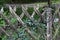 Wooden wattle fence in a garden