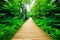 Wooden way in green forest, lush bush.