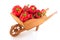 Wooden wheelbarrow full with red paprika