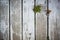 Wooden white background of boards, aged peeling paint.