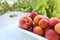 on wooden white tray plate with orange apricots, peach, bunch wild flowers on table in garden, beautiful summer still life, fruits