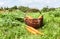 Wooden wicker basket with fresh carrots with leaves