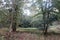 Wooden Woodland Fence Between Trees