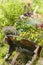 Wooden yard cart with flowers