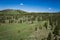 Woodern Settlement Remains in Wyoming Forest