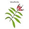 Woodfordia fruticosa, medicinal plant