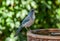 Woodhouse`s Scrub Jay