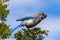 Woodhouse`s scrub jay Aphelocoma woodhouseii