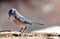 Woodhouse`s scrub jay bird