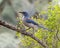 Woodhouse\\\'s scrub jay in the La Lomita Bird and Wildlife Photography ranch in Uvalde, Texas.