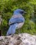 Woodhouse\\\'s scrub jay on a stone in the Transitions Bird and Wildlife Photography Ranch near Uvalde, Texas.