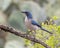 Woodhouse\\\'s scrub jay in the Transitions Bird and Wildlife Photography ranch near Uvalde, Texas.