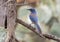 Woodhouse\\\'s scrub jay on a wooden perch in the Transitions Bird and Wildlife Photography Ranch near Uvalde, Texas.