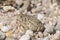 Woodhouse`s Toad Anaxyrus woodhousii on the Pawnee National Gr