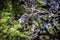 Woodhouse scrub-jay resting in the cedar tree