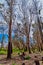 Woodland at the Alcoa Wellard wetlands in Perth