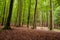 Woodland area of Granitz with European beech, Fagus sylvatica, and sessile oak, Quercus petraea in Rugen Island