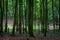 Woodland area of Granitz with European beech, Fagus sylvatica, and sessile oak, Quercus petraea in Rugen Island