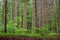 Woodland area of Granitz with European beech and sessile oak