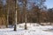 Woodland with birches in wintertime with snow and bright sunshine