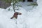 Woodland bird Eurasian jay, Garrulus glandarius holding an acorn between its beak