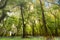 Woodland With Bluebell Carpet