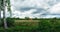 Woodland bog. Clouds sky. Meadow