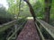 Woodland bridge with tree