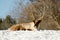 Woodland caribou