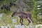 Woodland caribou between bushes and snow