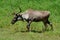 Woodland Caribou In Motion