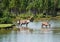 Woodland caribou in a natural setting