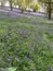 Woodland with a carpet of bluebells with dappled sunshine and shade.