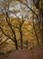 Woodland clearing in autumn beech forest with tall old trees and fallen leaves along a stone lined path in a steep valley