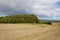 Woodland copse in summer